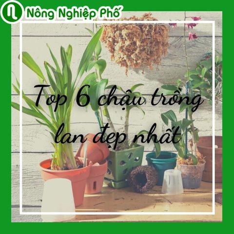 Top 6 chậu trồng lan đẹp nhất | Nông nghiệp phố