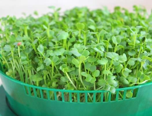 Cách trồng rau mầm củ cải trắng “siêu dinh dưỡng” tại nhà