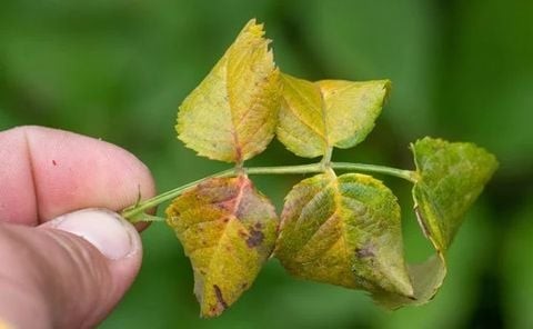 Bệnh rỉ sắt trên hoa hồng và cách phòng trị