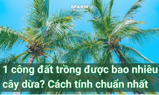 1 công đất trồng được bao nhiêu cây dừa? Cách tính chuẩn nhất