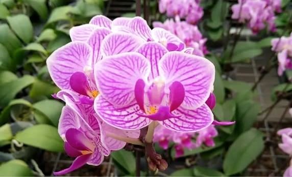 Tại sao hoa Lan hồ điệp mini lại được nhiều người yêu thích đến vậy?