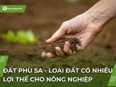 Đất phù sa - Loại đất có nhiều lợi thế cho nông nghiệp