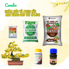 Combo chăm sóc và phục hồi mai Tết (Plus) - Tại CH Đà Nẵng