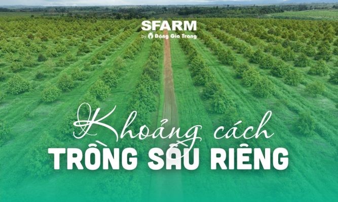 Khoảng cách trồng sầu riêng đúng chuẩn, cho năng suất cao