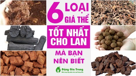 Top 8 loại giá thể trồng lan tốt nhất mà bạn nên biết