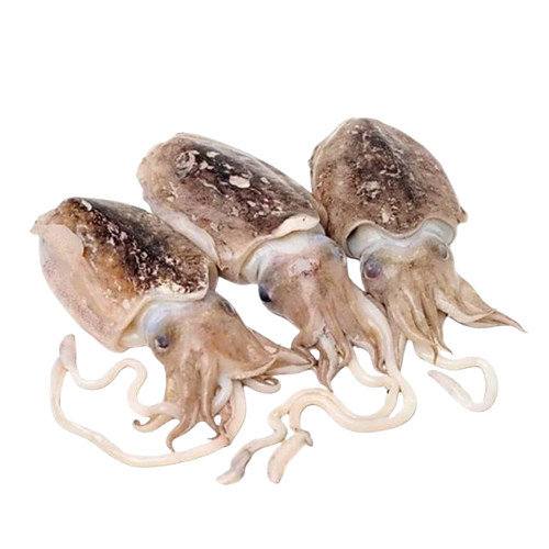 Mực Nang Tươi Size 2–3 Con/Kg