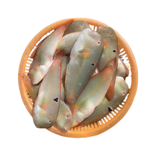 Cá Mó Tươi Size 8 – 10 Con/Kg