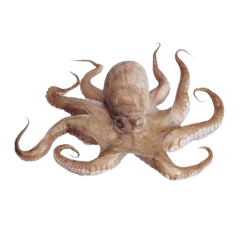 Bạch Tuộc Tươi Sống Size 2–3 Con/kg