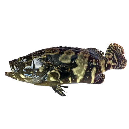 Cá mú cọp làm sạch Size 2,5 - 3 kg/con