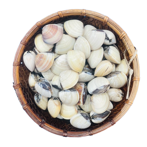 Nghêu biển sống Size 10 - 15 con/kg