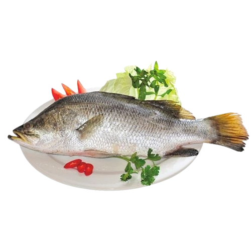Cá Chẽm Sống Size 5 – 6 Kg/Con