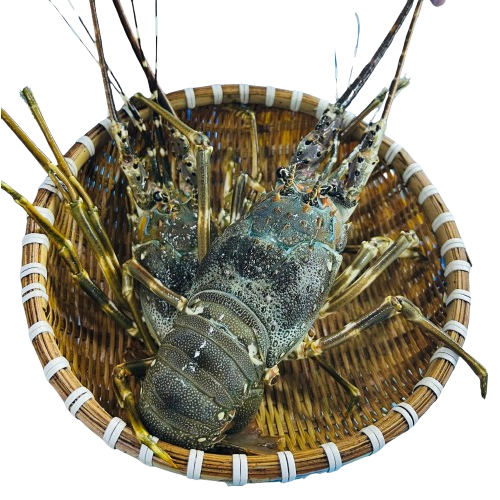 Tôm Hùm Tre Đông Lạnh Size 300–500gr/Con