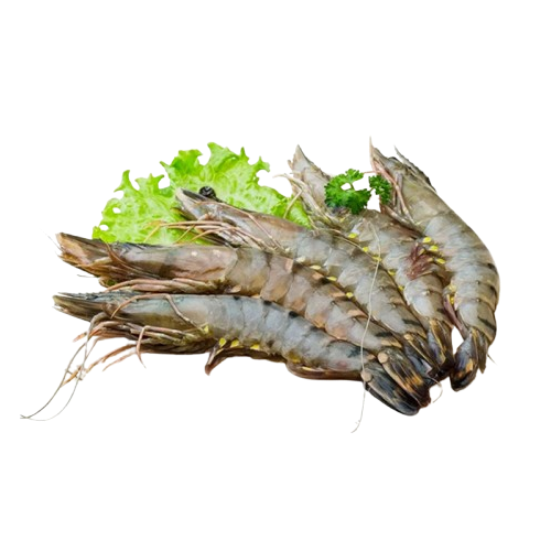 Tôm sú sống Size 25-30 con/kg