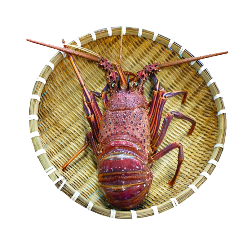 Tôm Hùm Tây Úc - Sống 