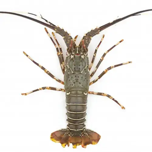 Tôm Hùm Xanh (Size Đặc Biệt) - Sống