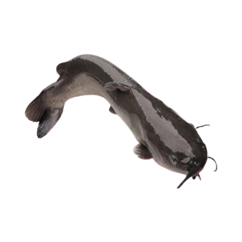 Cá lăng đen 1,5-2kg