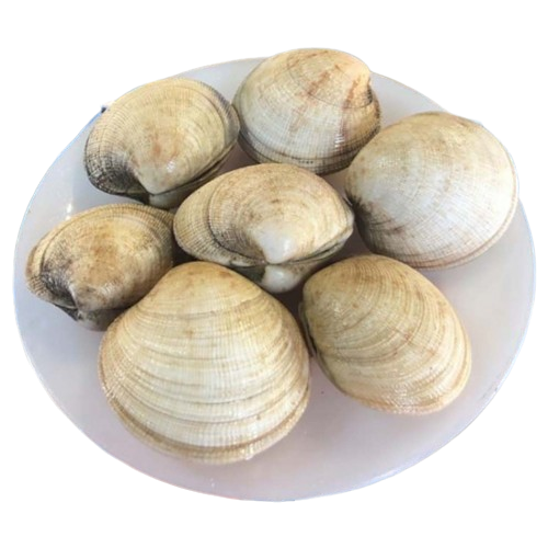 Sò Tộ (Sò Chén) Sống 8–10 Con/Kg