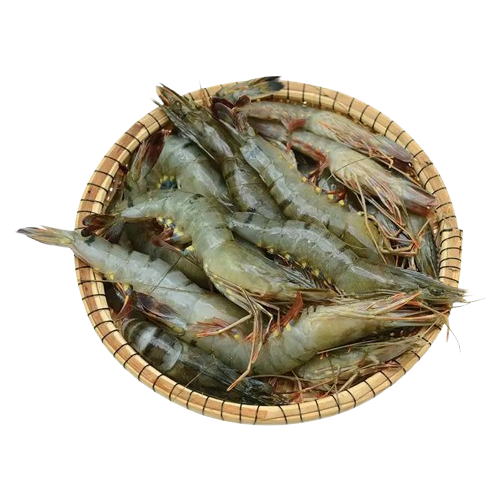 Tôm Sú Sống 50–60 Con/Kg