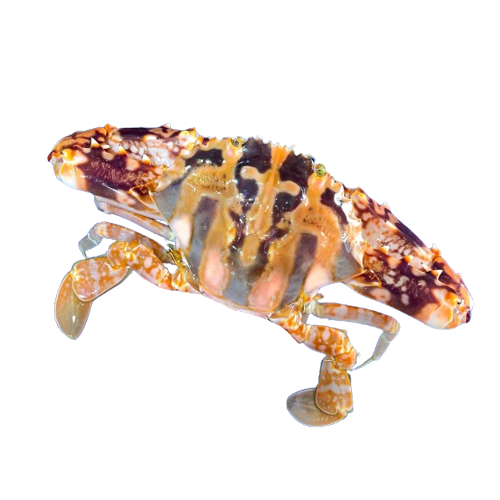 Ghẹ Đỏ Sống Size 4–5 Con/Kg