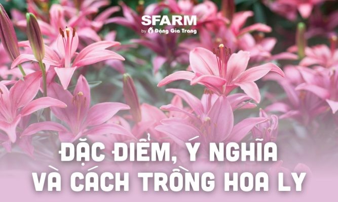 Hoa ly (lily) – Đặc điểm, 11 ý nghĩa thú vị, cách trồng đơn giản chuẩn chuyên gia