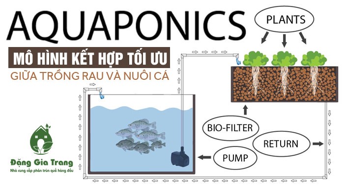 Hệ thống Aquaponics hữu cơ, trồng rau nuôi cá khép kín tại nhà