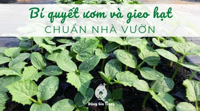Top 5 cách gieo hạt và ươm hạt tại nhà chuẩn chuyên gia