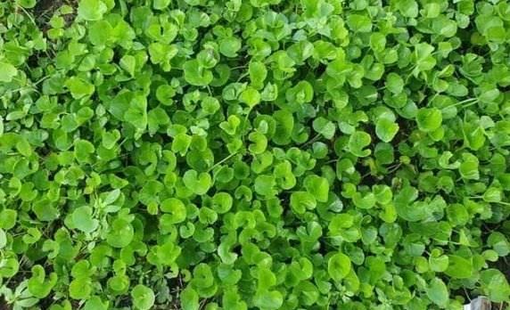 Cách trồng rau má sạch cực đơn giản tại nhà