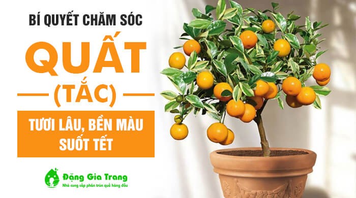Bí quyết chăm sóc quất (tắc) tươi lâu, bền màu suốt Tết 2025