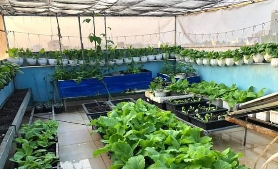 Kỹ thuật trồng rau trên sân thượng đầy đủ nhất