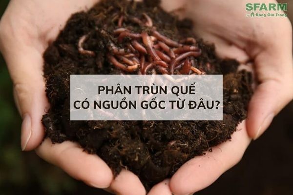Phân trùn quế có nguồn gốc từ đâu? Liệu có phải 100% chất thải từ trùn quế?