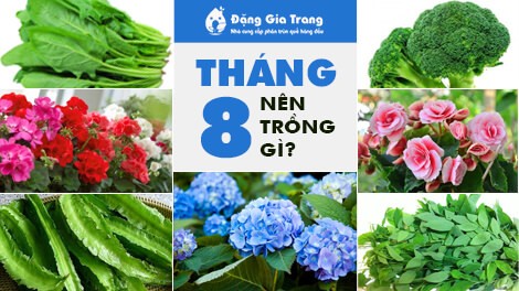 Tháng 8 nên trồng rau hoa gì?