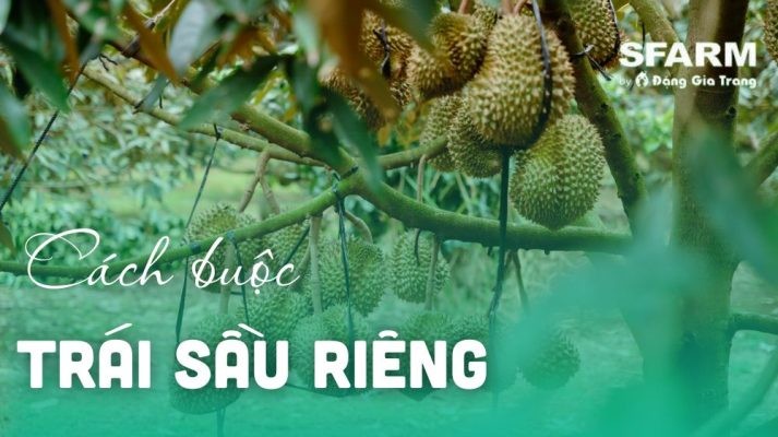 Cách buộc trái sầu riêng hiệu quả, nhanh cực đơn giản