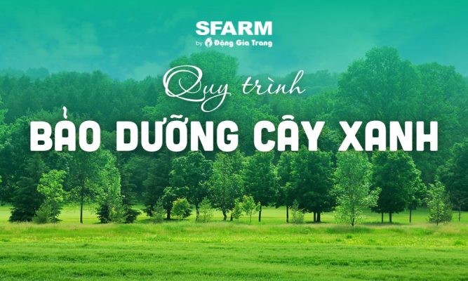 Quy trình 6 bước bảo dưỡng cây xanh công trình, bóng mát, thảm cỏ