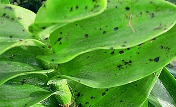 Phòng và trị bệnh đốm đen lá trên hoa phong lan đầy đủ nhất