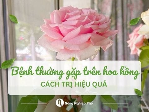 Bệnh thường gặp trên hoa hồng và cách trị hiệu quả