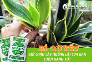 Bí quyết giữ chậu cây (kiểng lá) của bạn luôn xanh tốt