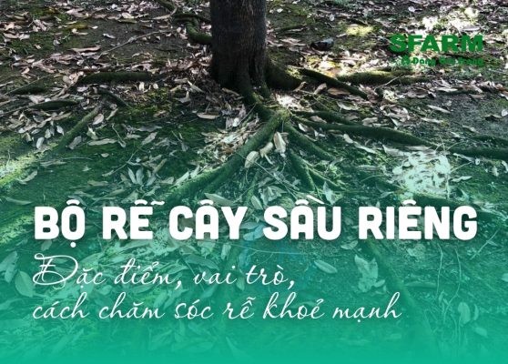 Bộ rễ cây sầu riêng: Đặc điểm, vai trò, chăm sóc rễ khỏe mạnh