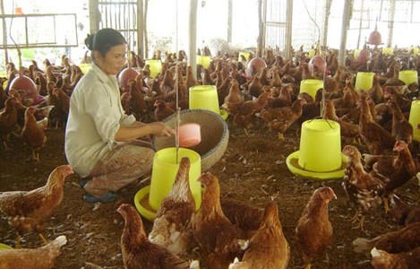 Phân gà có thật sự tốt? 10+ công dụng bất ngờ của phân gà