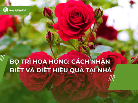 Bọ trĩ hoa hồng: Cách nhận biết và diệt hiệu quả tại nhà
