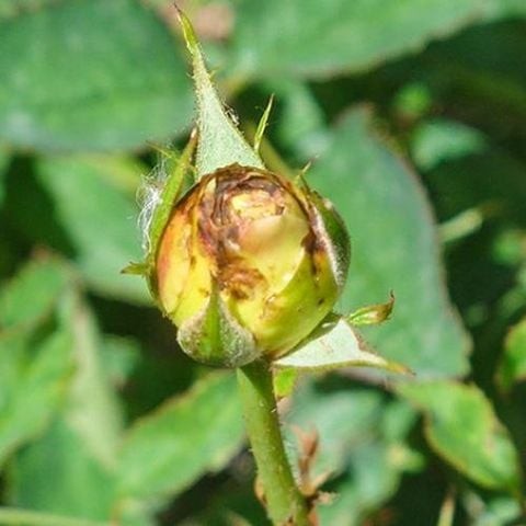 Cách phòng trị bọ trĩ hại hoa hồng