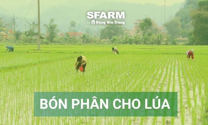 Bón phân cho lúa đúng cách: Tối ưu năng suất, tiết kiệm chi phí
