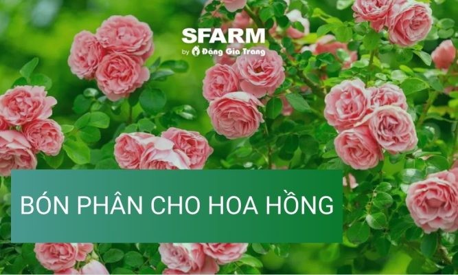 Hướng dẫn cách bón phân cho hoa hồng đúng kỹ thuật