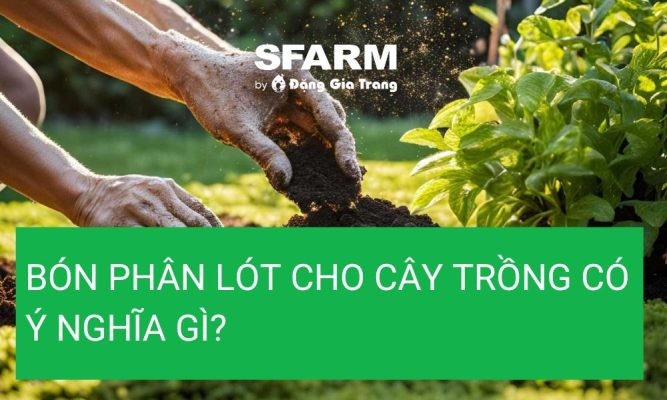 Bón phân lót cho cây trồng có ý nghĩa gì?