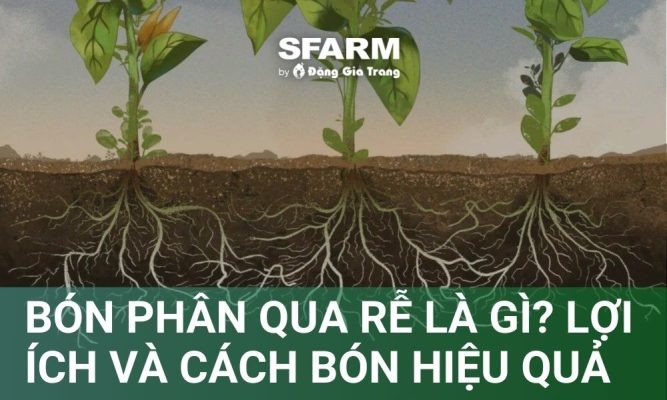 Bón phân qua rễ là gì? Lợi ích, cách bón hiệu quả cho cây trồng