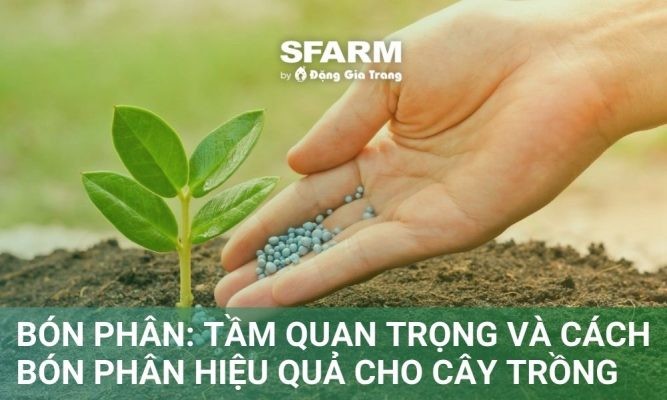 Bón phân: Tầm quan trọng, cách bón phân hiệu quả cho cây trồng