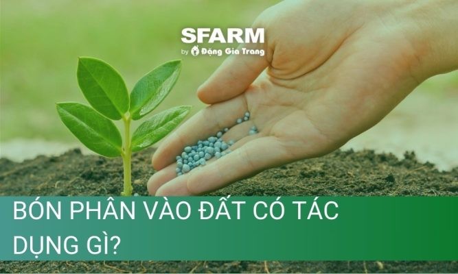 Bón phân vào đất có tác dụng gì? Hướng dẫn cách bón phân hiệu quả