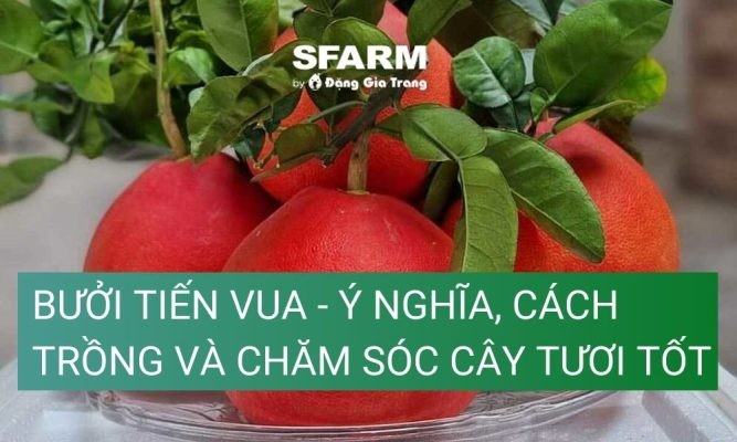 Bưởi tiến vua – Ý nghĩa, cách trồng và chăm sóc cây tươi tốt