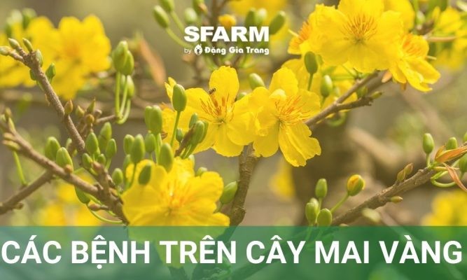 Các bệnh trên cây mai vàng và cách phòng trừ bệnh hiệu quả tại nhà