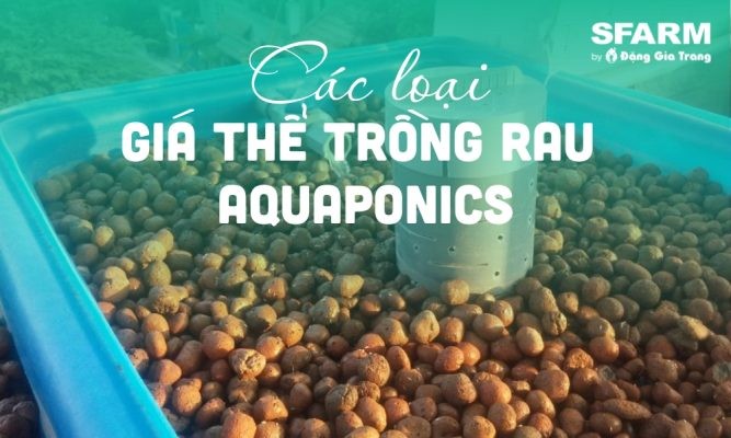 Các giá thể trồng rau Aquaponics tốt nhất, so sánh và cách chọn