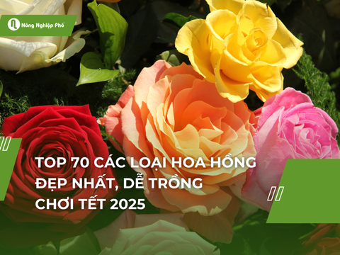 Top 70 các loại hoa hồng đẹp nhất, dễ trồng chơi tết 2025
